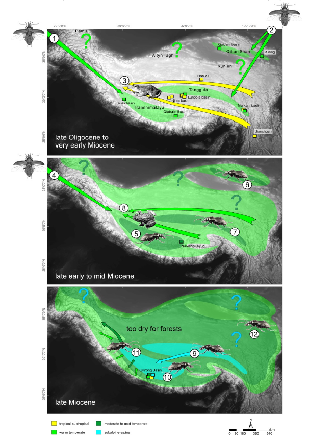 Simplified illustration of the Oligocene-Miocene paleoenvironmental evolution of the HTO modelled on the current topography (Schmidt et al. 2022). Time slices are based on the evolutionary history of Carabus ground beetles, amphibians (Hofmann 2017, 2019, 2021), and paleontological records (colored squares, summary in Schmidt et al. 2022). Proposed extensions of temperate and alpine environments are shown as colored areas; colored arrows indicate dispersal events in Carabus and frogs. Large question marks point to regional uncertainties in the paleoenvironmental reconstruction (lack of paleontological and phylogeographic data). 1: Appearance of central Himalayan Meganebrius based on dispersal event of winged ancestor from western pre-Palearctic. 2: Appearance of east Tibetan Rhigocarabus and Pagocarabus based on dispersal events of winged ancestors from eastern prePalearctic. 3: Trans-Tibet dispersal of subtropical Chrysopaa; alternative dispersal routes are shown north and south of Tanggula Shan. 4: Appearance of western Himalayan Carabus scheibei group and Imaibius based on dispersal events of winged ancestors from western pre-Palearctic. 5–7: Radiation of wingless central Himalayan Meganebrius [5] and east-Tibetan Rhigocarabus and Pagocarabus [6, 7] in the course of ongoing surface uplift of the respective parts of the HTO. 8: Trans-Tibet dispersal of warm temperate Allopaa; alternative dispersal routes are shown north and south of Tanggula Shan. 9: Dispersal of wingless subalpine Neoplesius from east to south Tibet and subsequent diversification. 10: Evolution of subalpine-alpine lineages within central Himalayan Meganebrius. 11: Range shift towards the HTO margins in south Tibetan Carabus and amphibians (Nanorana, Scutiger) adapted to temperate climates in response to the surface uplift, cooling, and drying of Tibet. 12: Ongoing radiation of east Tibetan Carabus and amphibians in today's western China.